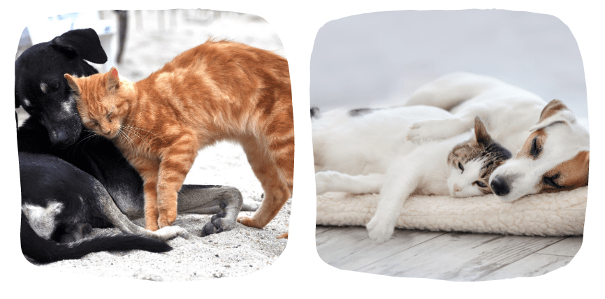 pets at preloved