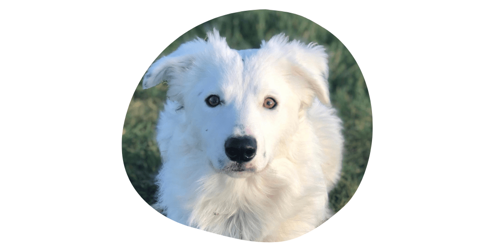 buddy the white border collie
