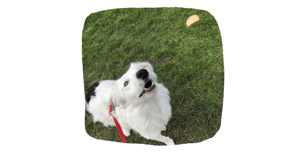 food training with your dog during lockdown