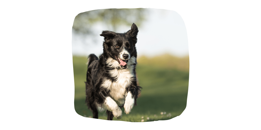 dog breeds border collie
