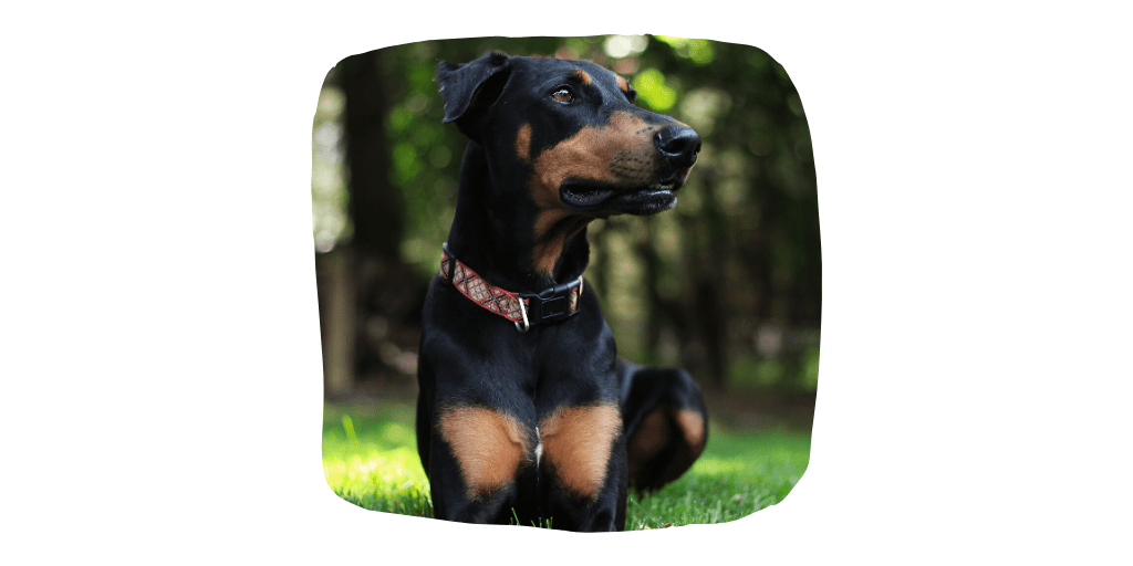 doberman