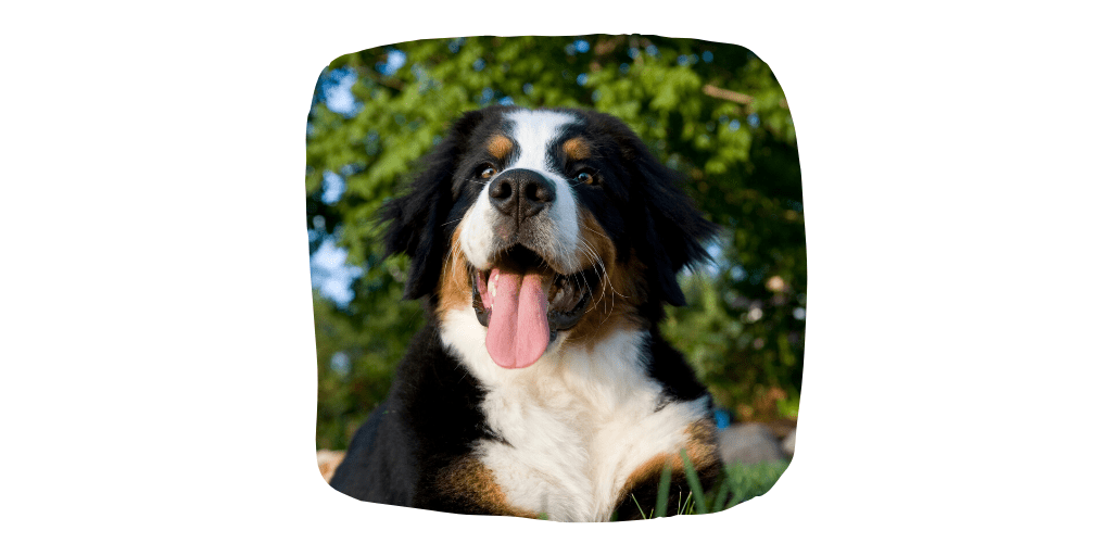 bernese mountain dog breed