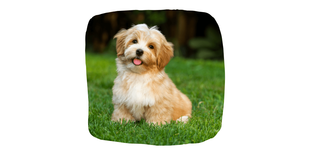 havanese dog breeds
