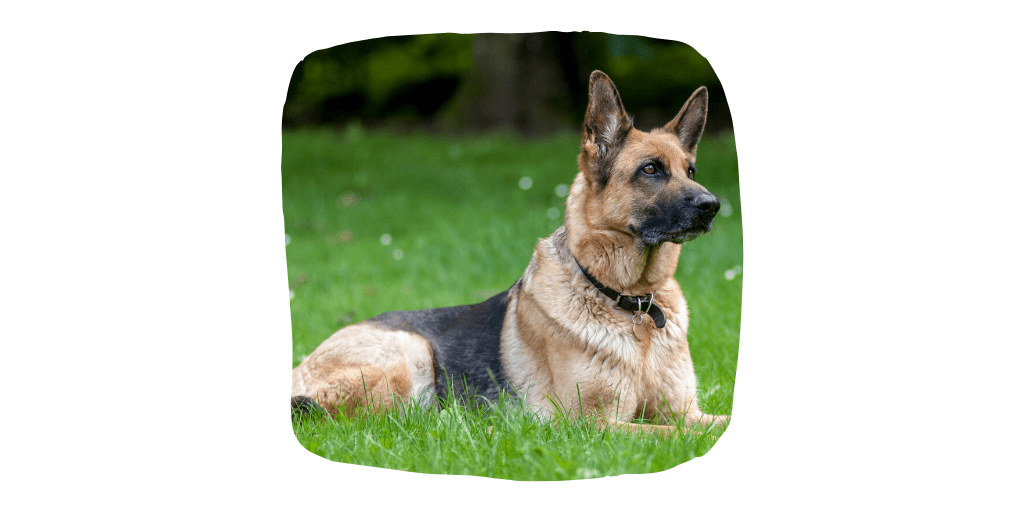 german sheperd