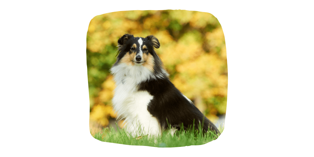 shetland sheepdog