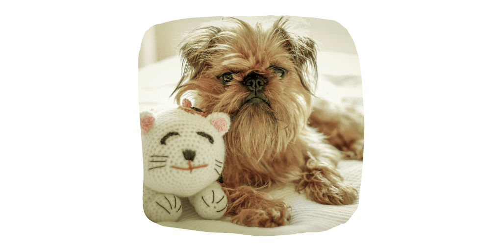 brussels griffon dog breeds