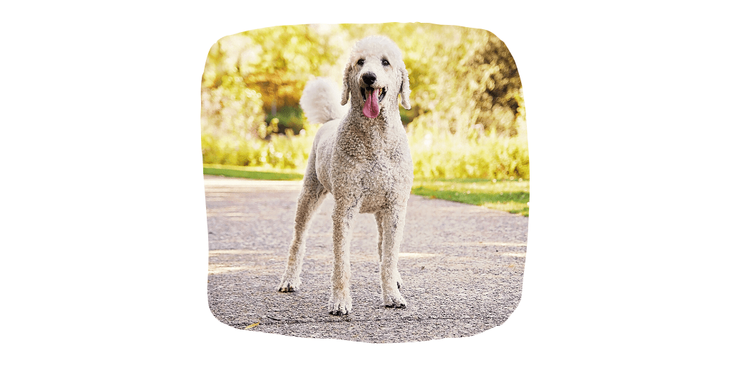 standard poodle