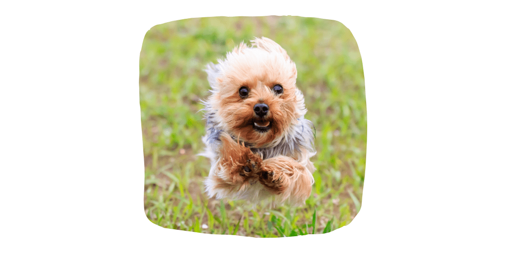 norwich terrier