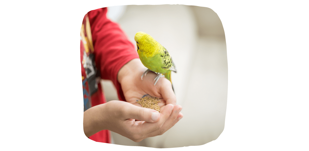 feeding pet parrots
