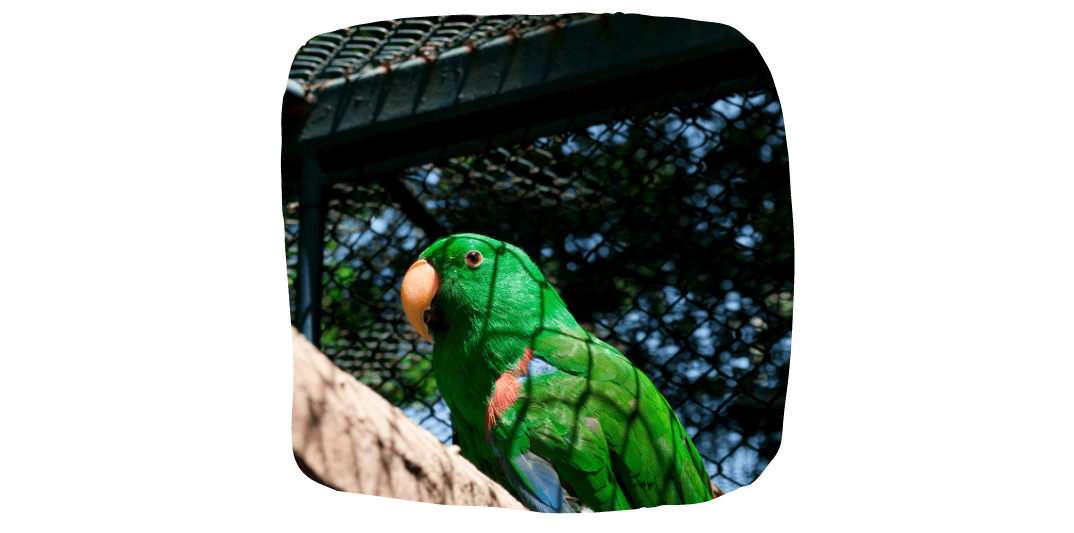 parrot on wall