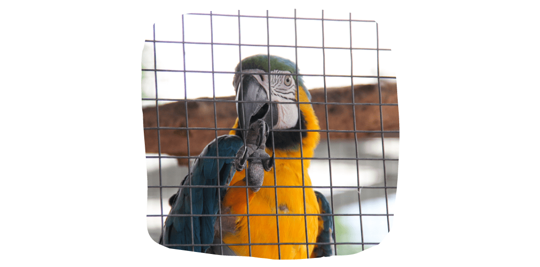 pet parrots in cage