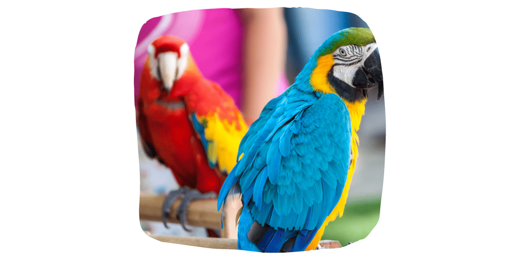 two pet parrots