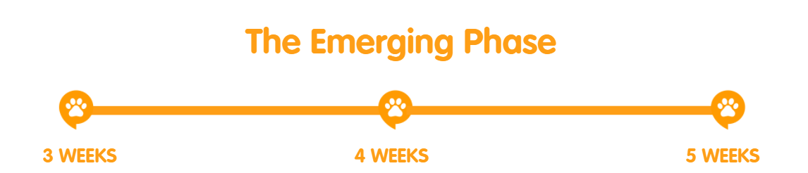 3-5 weeks developmental stages of a kitten