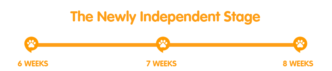 8 weeks developmental stages of kittens