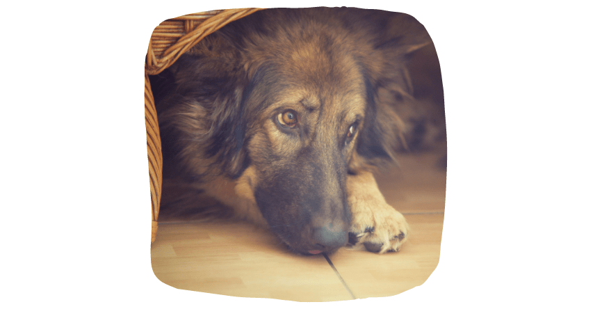 hide and seek with dog