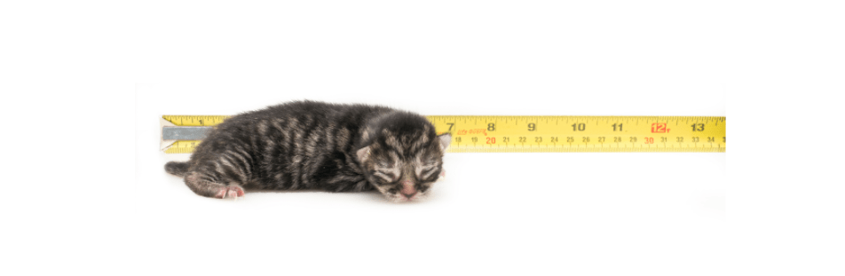 developmental stages of a kitten newborn