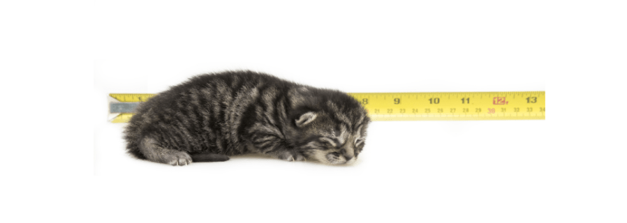developmental stages of a kitten week 1