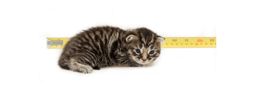 developmental stages of a kitten week 2
