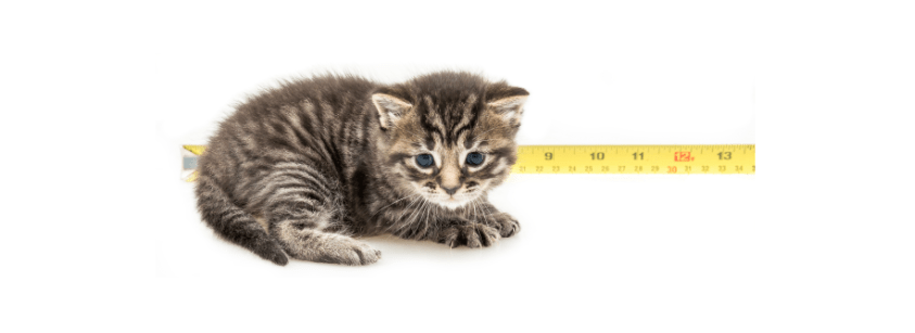 developmental stages of a kitten week 3