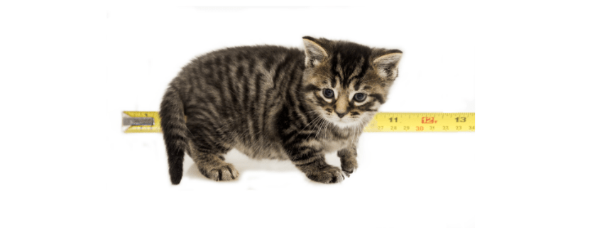 developmental stages of a kitten week 4
