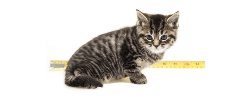 kitten at 5 weeks