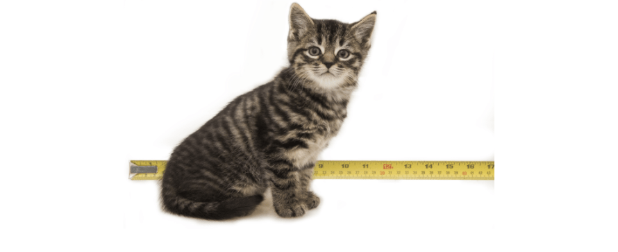 kitten at 6 weeks