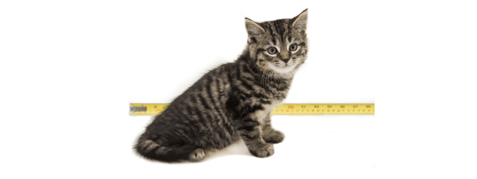 kitten at 7 weeks