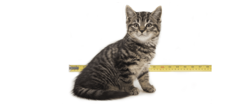 8 week old kitten