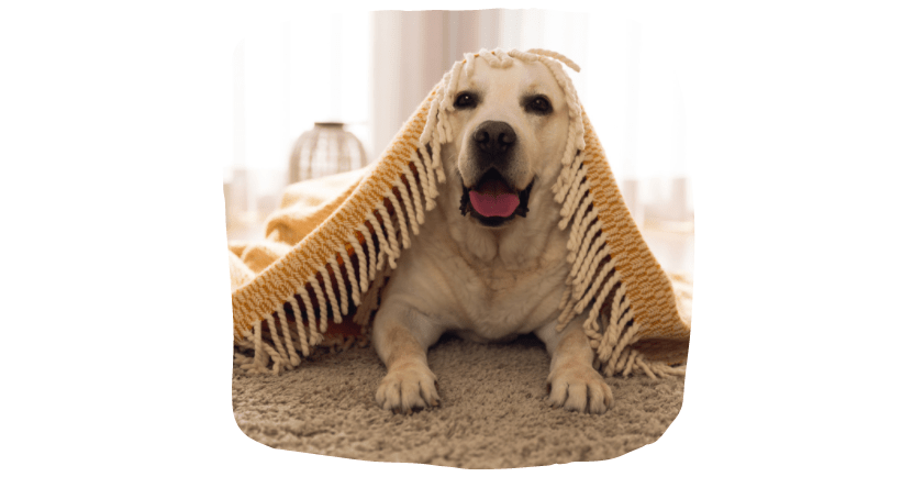potty training for your dog
