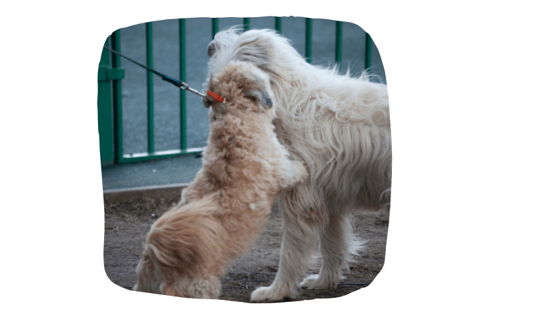 potty training your dog
