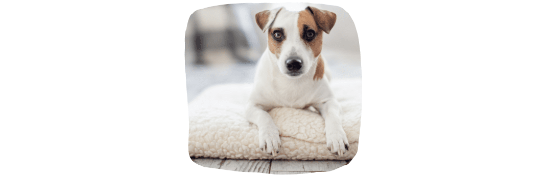 dog at home