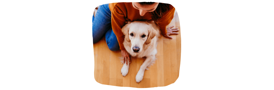 Having Pets In Rented Property