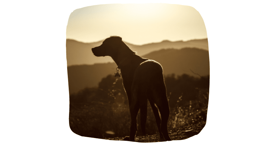 Puppy Time In Spring: Hiking
