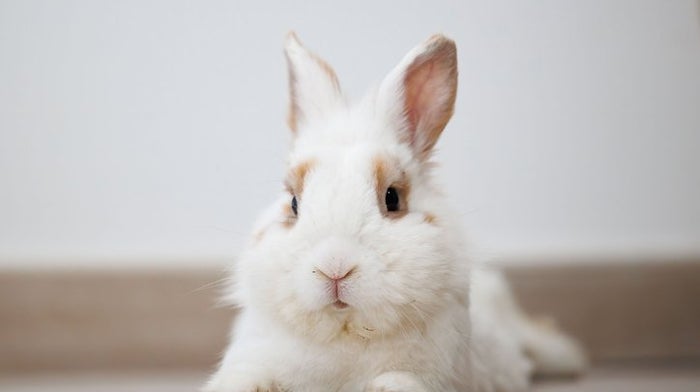 Find Responsible Sellers With Our Pet Buying Checklist