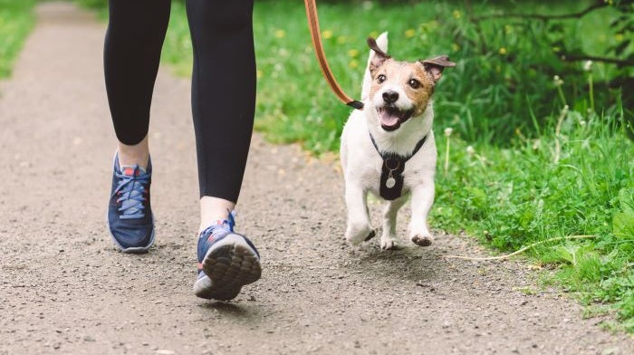 Find Responsible Sellers With Our Pet Buying Checklist