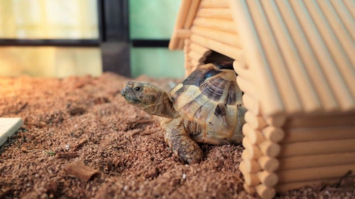 Find Responsible Sellers With Our Pet Buying Checklist