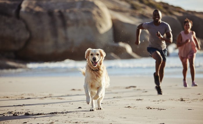 Find Responsible Sellers With Our Pet Buying Checklist