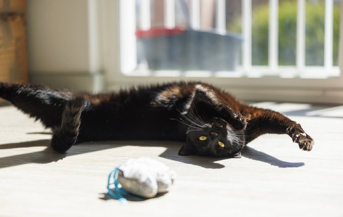 Find Responsible Sellers With Our Pet Buying Checklist