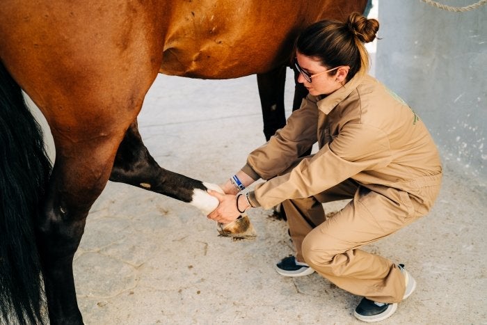 horse hoof