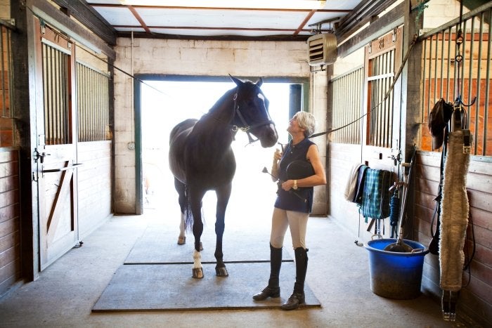 horse care