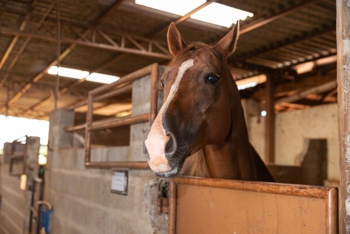 horse
