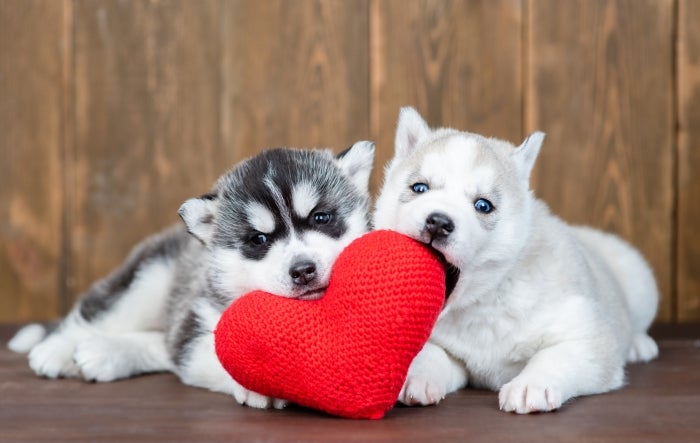 Get Ready For Love Your Pet Day 2025