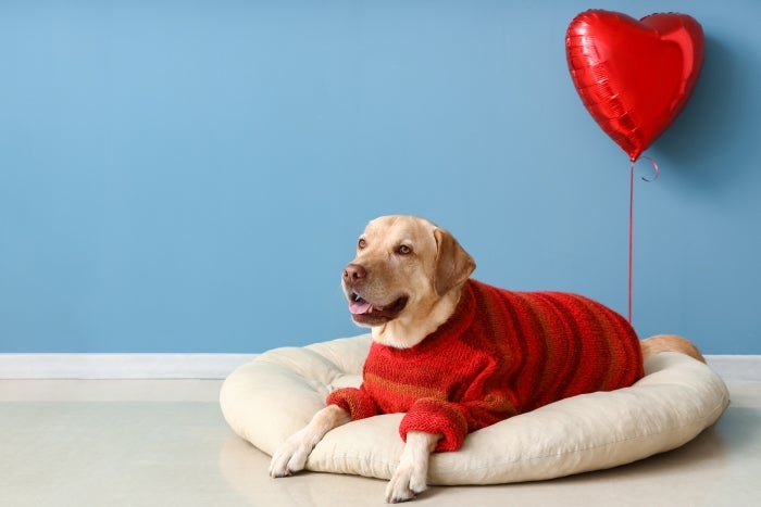 Get Ready For Love Your Pet Day 2025