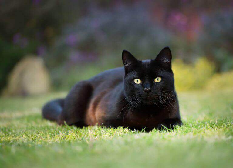 Black cat lying on grass, illustrating one of the fascinating facts about cats and the history of black cat myths.