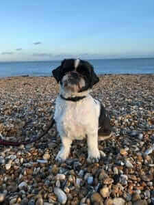 Small crossbreed dog sitting on a pebble beach, one of the finalists in the 2018 Scruffts Family Crossbreed Dog of the Year competition.