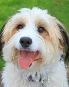 Small crossbreed dog looking towards the camera, one of the finalists in the 2018 Scruffts Family Crossbreed Dog of the Year competition.