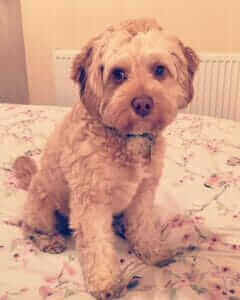 Small crossbreed dog sitting on a bed, one of the finalists in the 2018 Scruffts Family Crossbreed Dog of the Year competition.