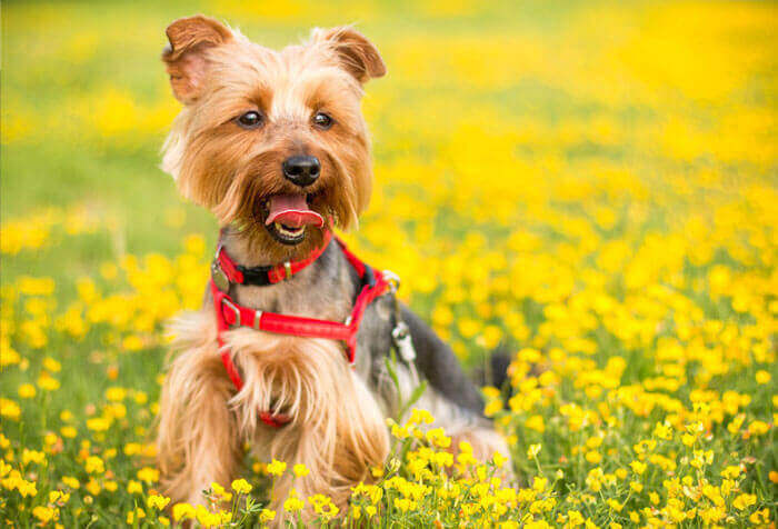 Yorkshire Terrier sitting in a field of yellow flowers, illustrating a small, lively dog breed popular as a companion.