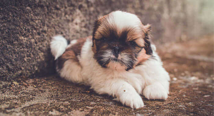 Shih Tzu puppy lying down, illustrating an affectionate small dog breed popular as a family companion.