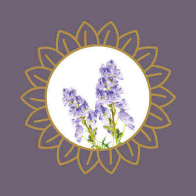 Purple lavender flowers, a fragrant garden plant that can be toxic to cats and dogs if ingested.
